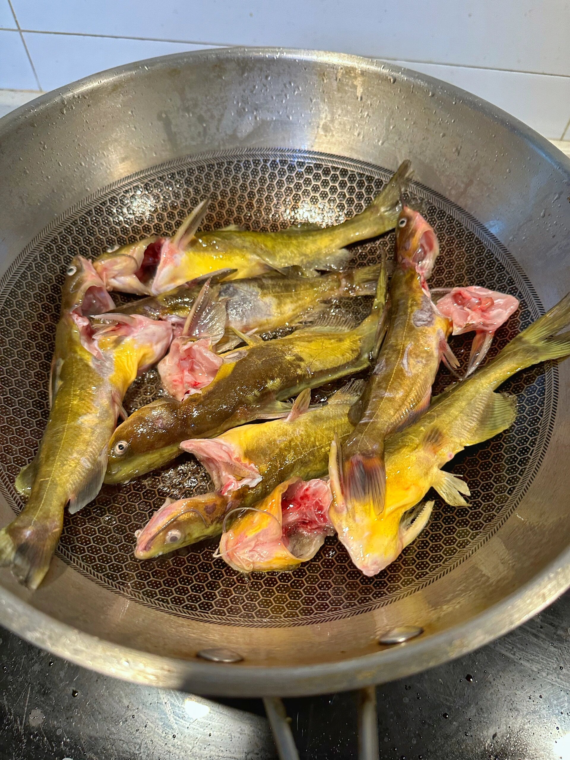 黄辣丁,昂刺鱼,黄骨鱼