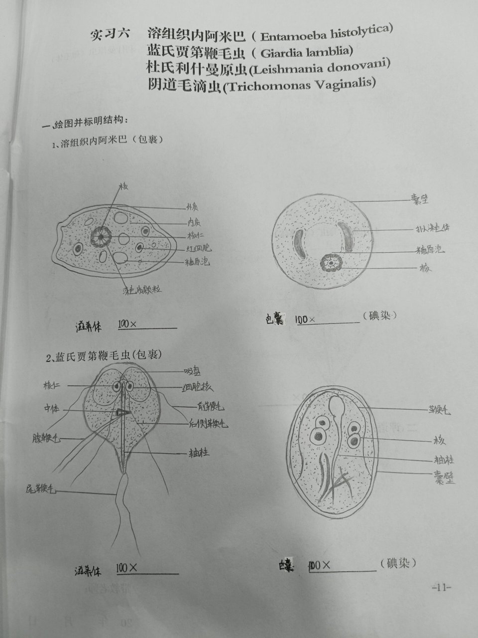 鞭毛红蓝铅笔图图片