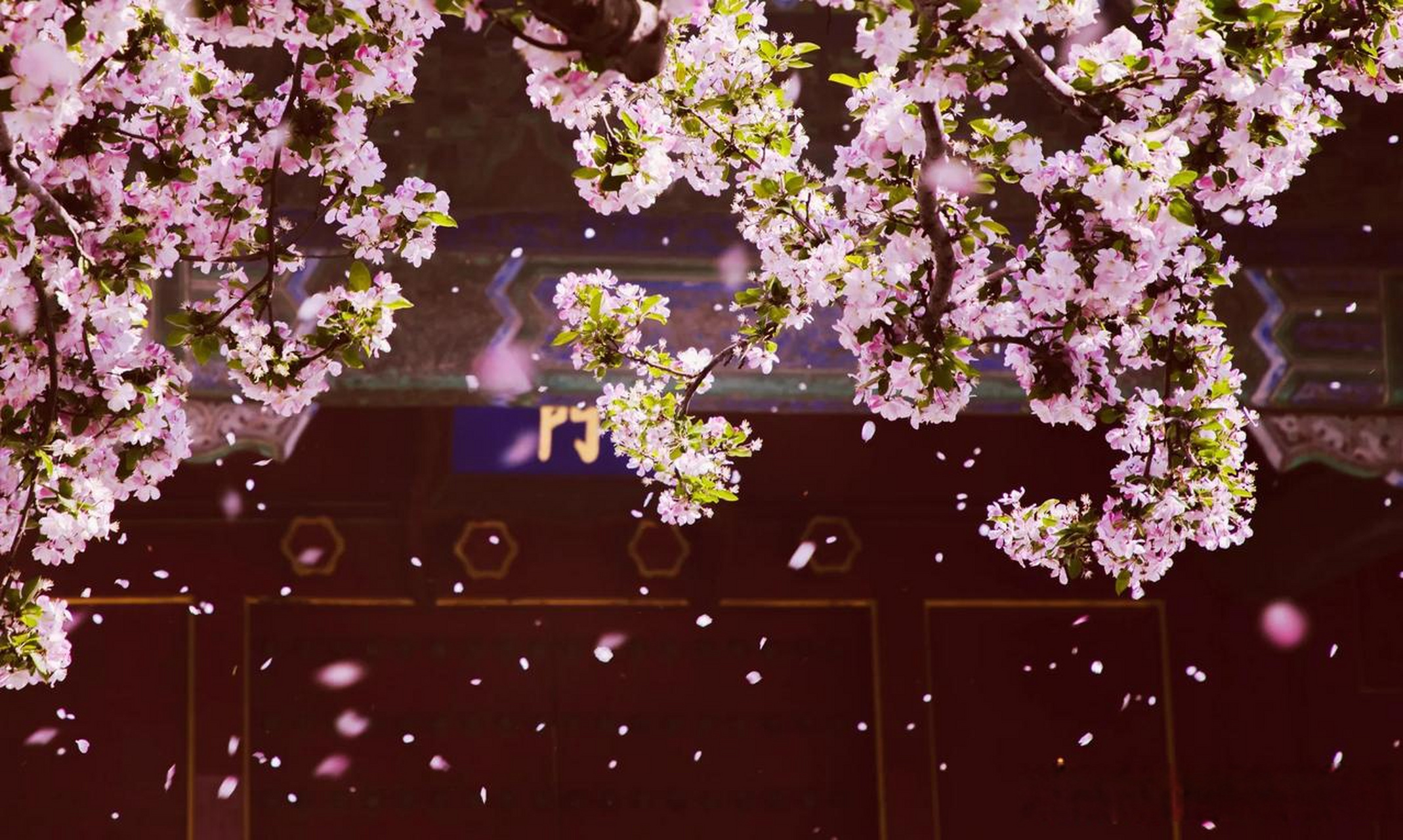 紫禁之巅～ 《故宫海棠花》 拍摄了故宫的海棠花开,助力北京中轴线