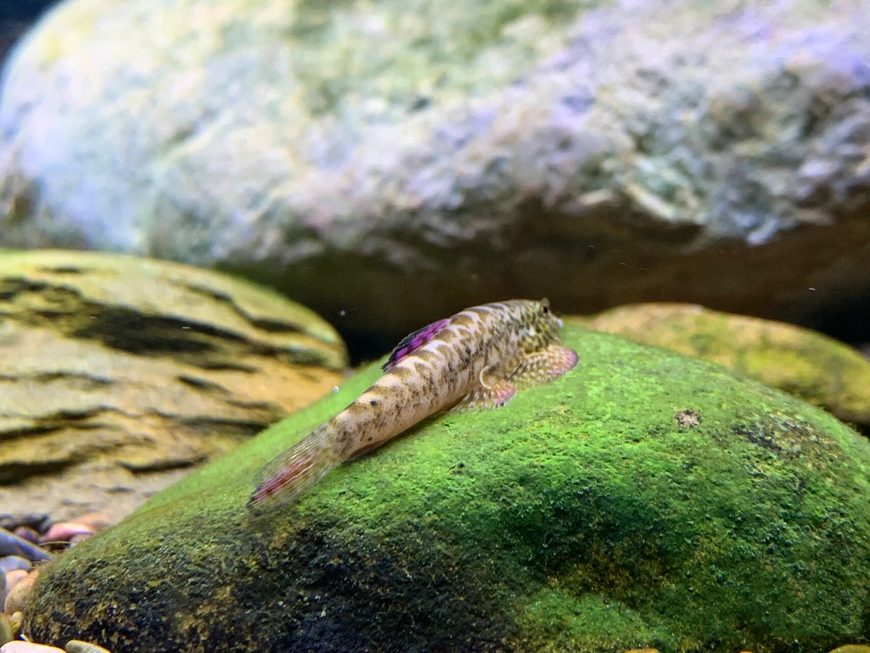 宽头拟腹吸鳅 宽头拟腹吸鳅,(pseudogastromyzon laticeps)平鳍鳅科