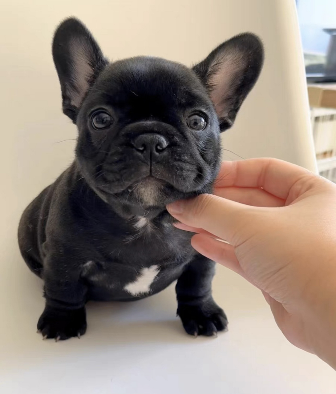 法斗幼犬260一只,喜欢的思我   纯种法斗法国斗牛犬狗狗小型犬活体