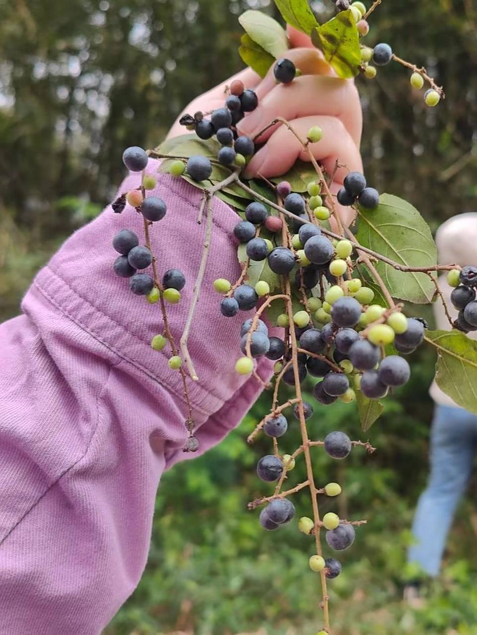 广西野果 我们叫它 酸咪果 生的果子是酸的,可以舂一舂,加酱油辣椒醋
