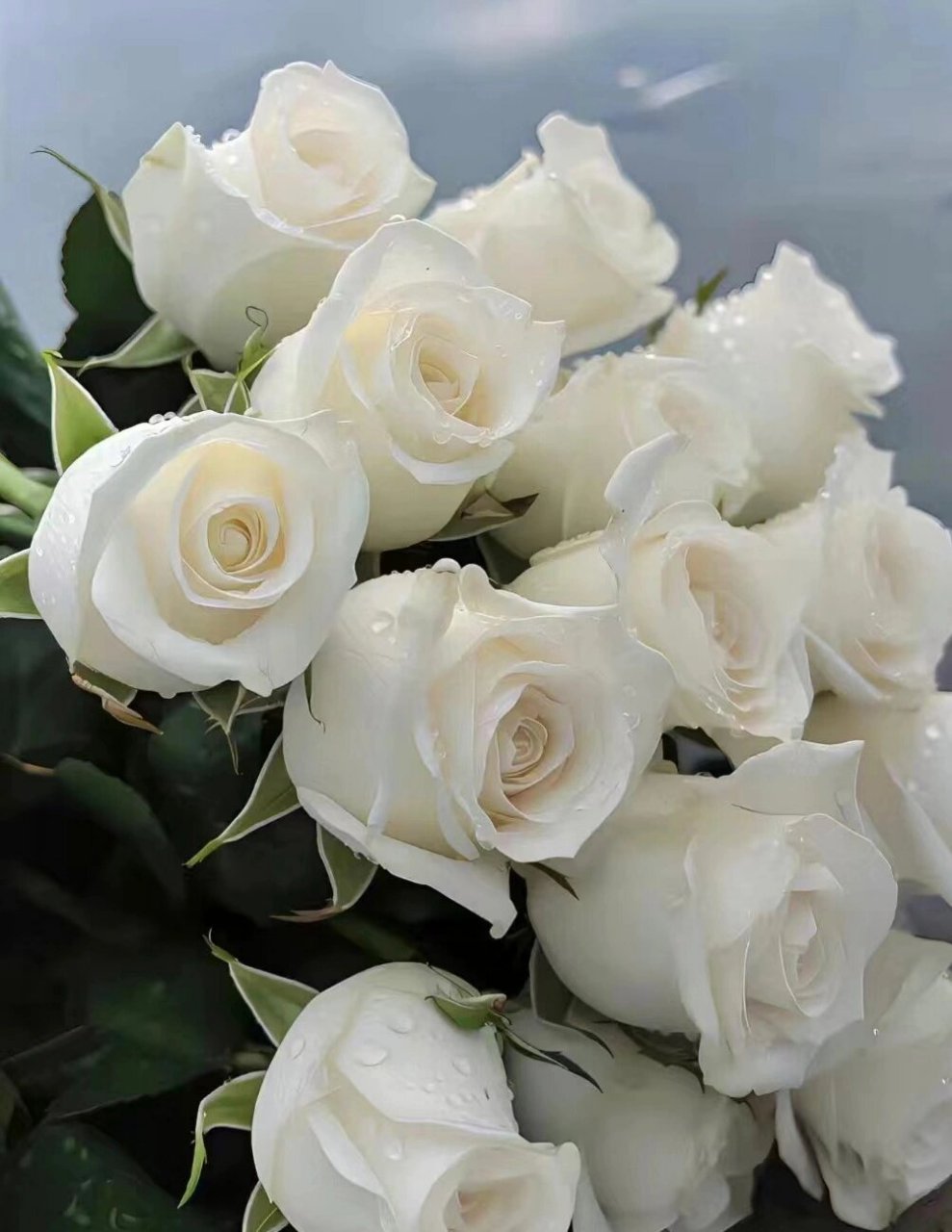 每天带你认识一种花 33 |骄傲玫瑰 今日识花99骄傲玫瑰(白玫瑰)99