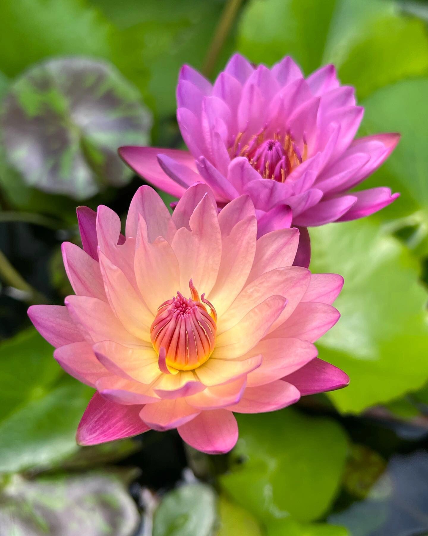 水陆草木之花🔥睡莲为什么叫"睡"莲?