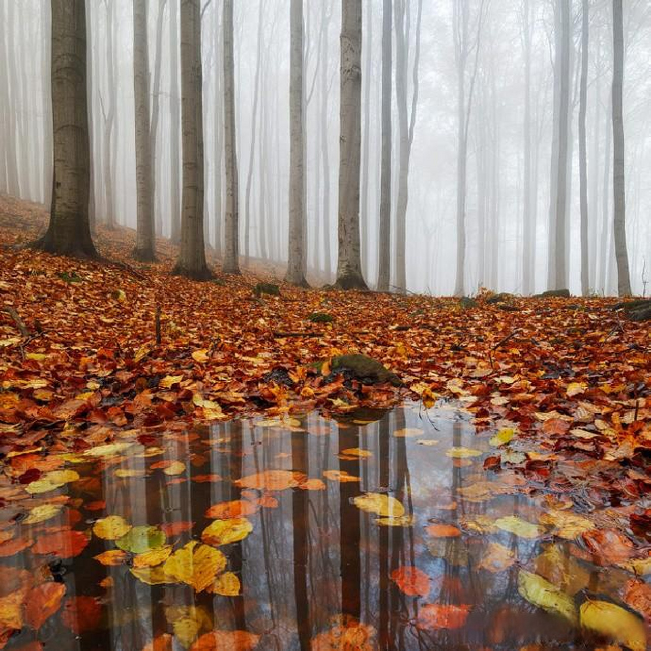 【空灵飘渺的树林风光摄影作品】 摄影师:martin rak