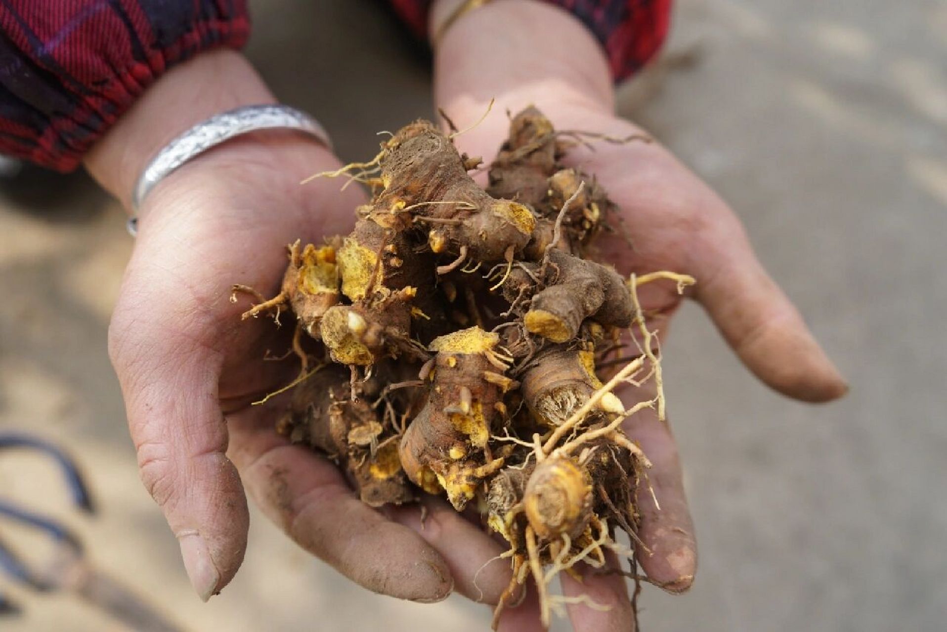 中草药|射干 内色黄者为佳#学习中草药# #中草藥# #每日学习中草药