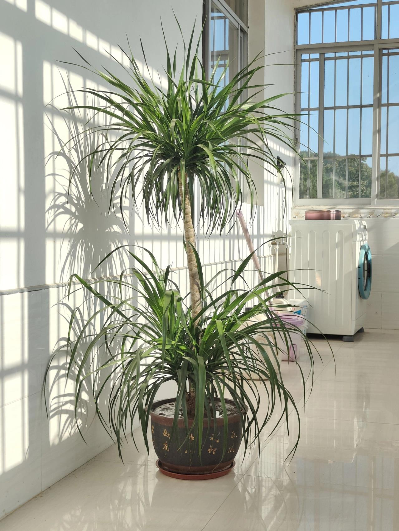 龙血树怎么修剪更好看