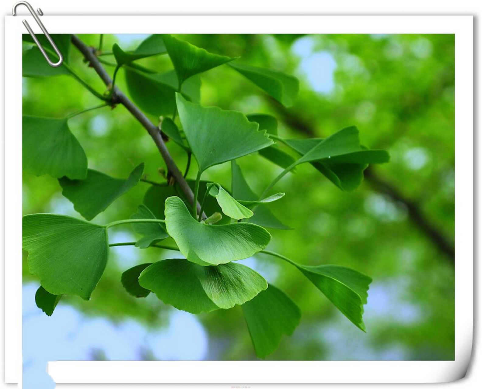 银杏叶,为银杏科植物银杏树的干燥叶. 秋季叶尚绿时采收,及时干 ..