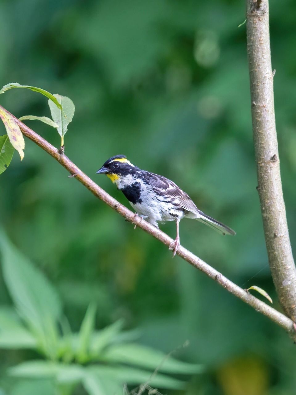 头顶金黄凤冠的黄喉鹀(wú) 野外原创拍摄 	 黄喉鹀,雀形目鹀科鹀属