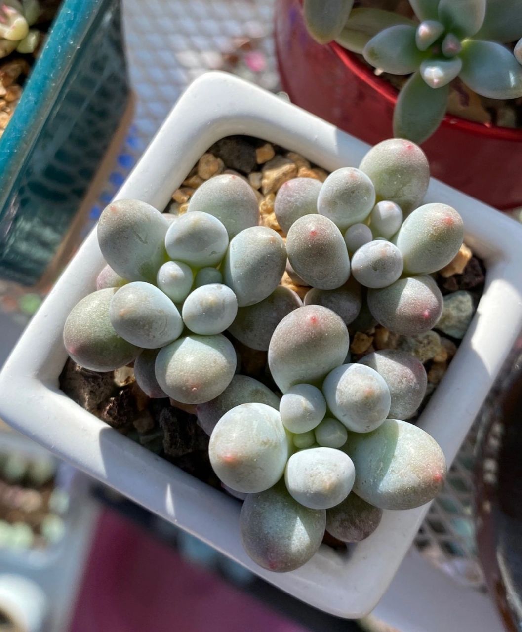 汤圆多肉的逆袭之路 三颗小汤圆养了一年的变化,图4是买回来刚服盆的