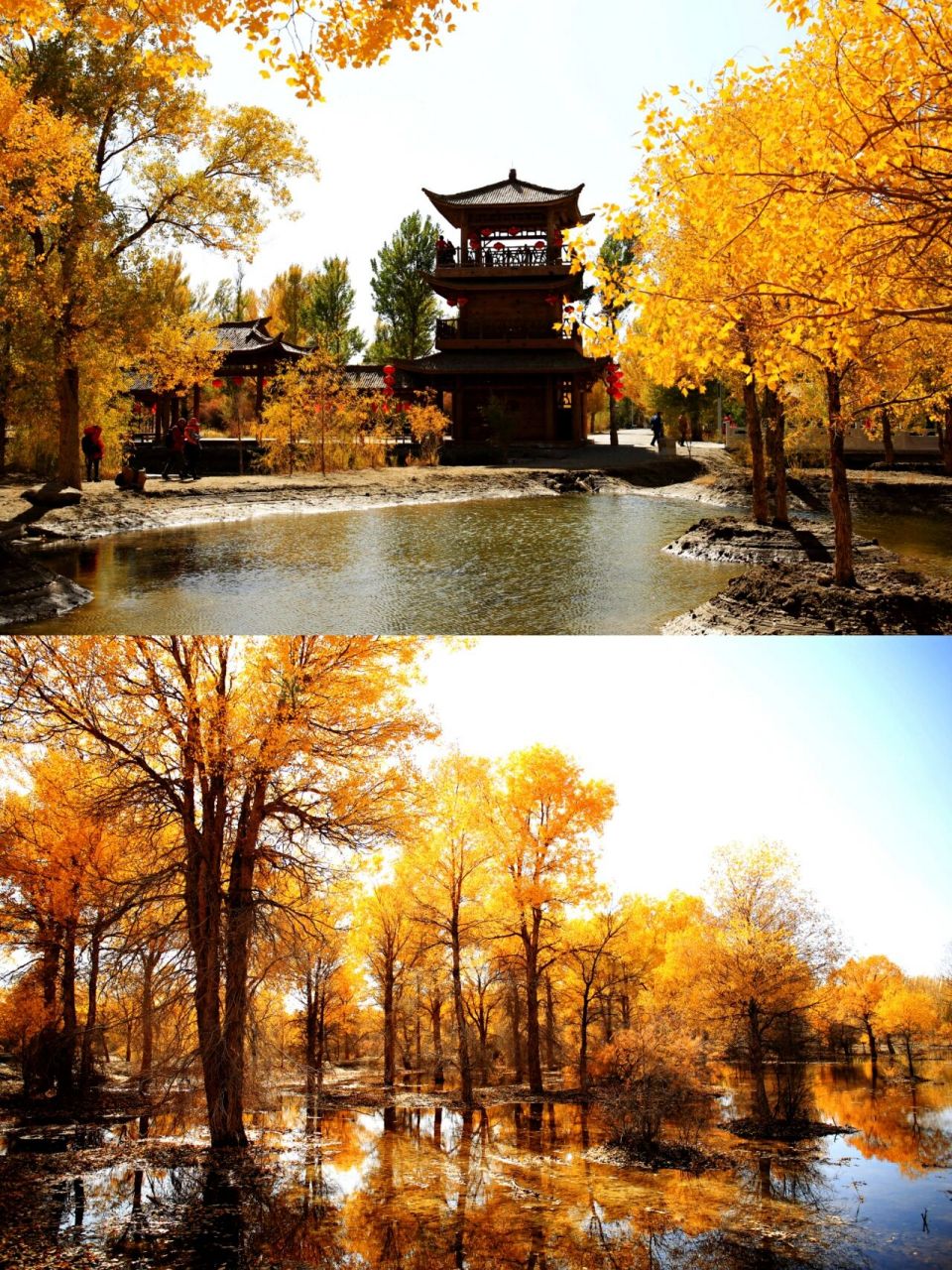 额济纳胡杨林94游玩全攻略 北国之秋,除了阿尔山,额济纳也是一大