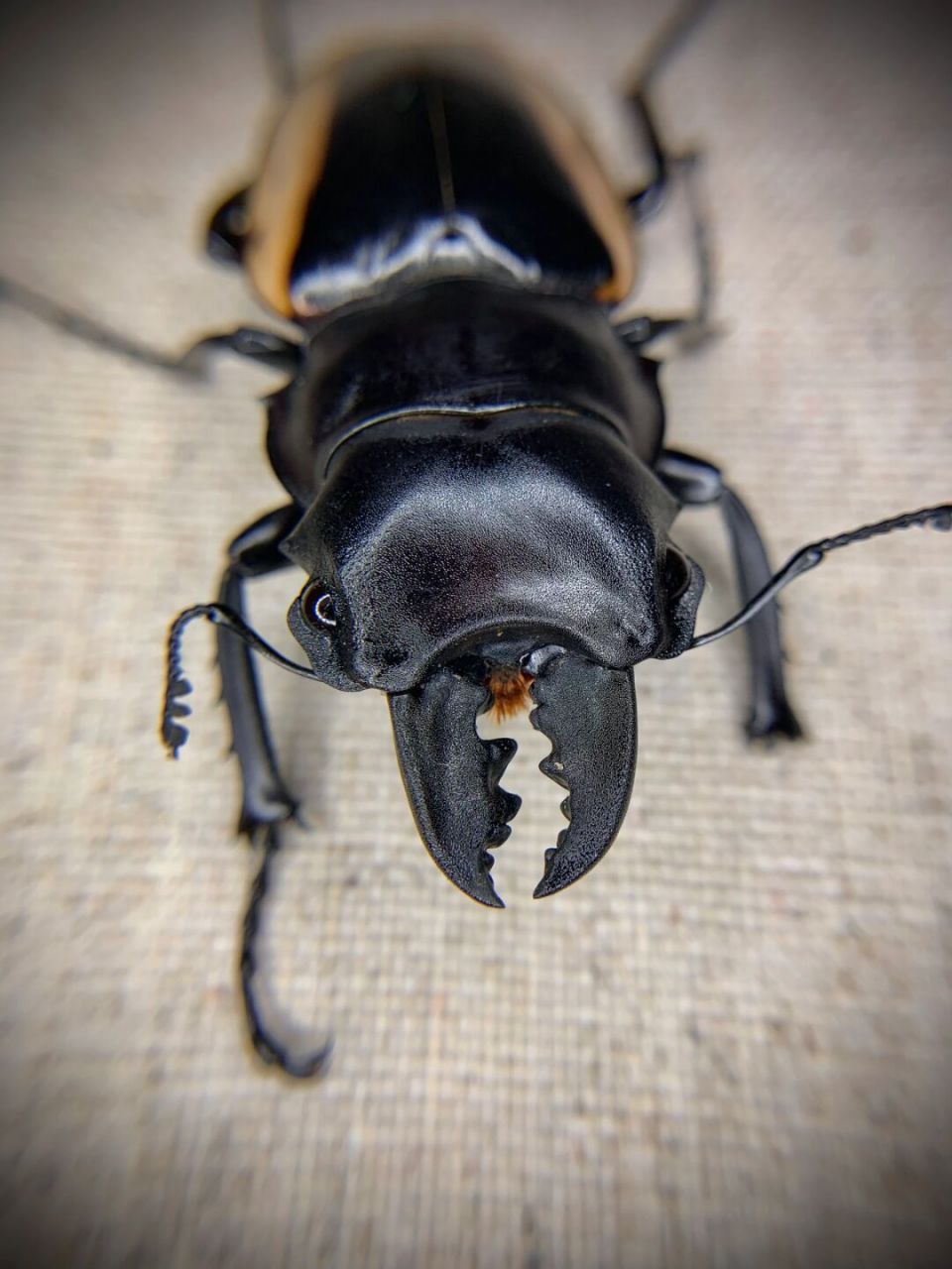 黄边鬼艳锹甲的三种牙型～ 小中大一套[害羞]#昆虫# #甲虫# #锹甲