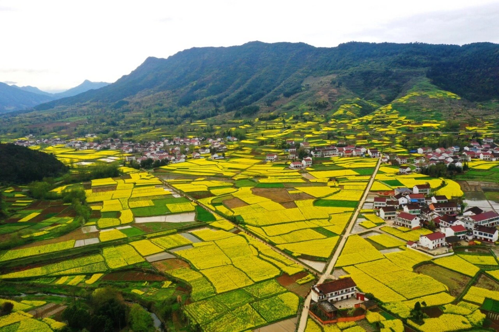 2023年汉中油菜花观赏路线攻略 一年一度的油菜花盛会即将开始,汉中