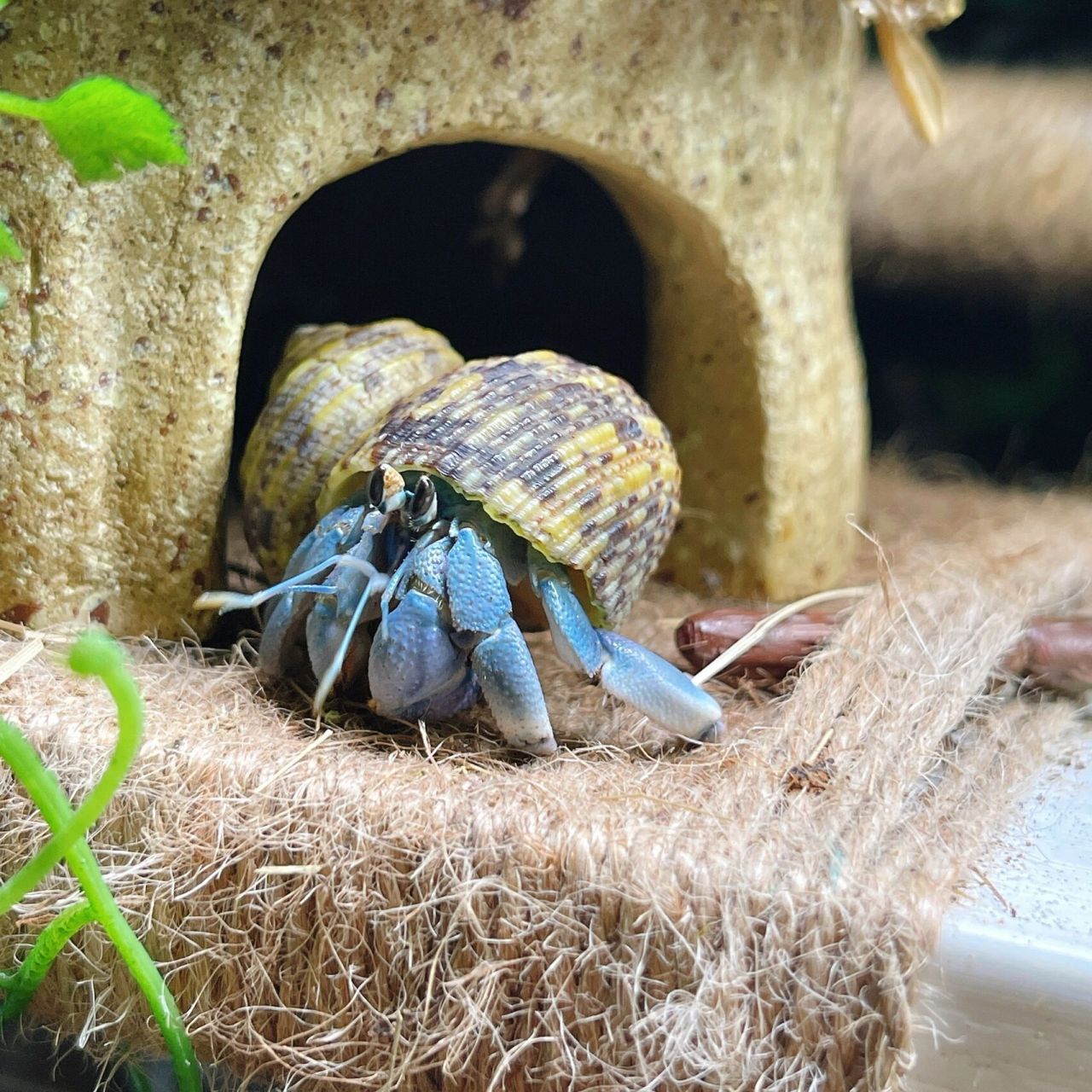 蓝色里拉寄居蟹 这是我见过最好看的蓝色里拉,再也没遇到了