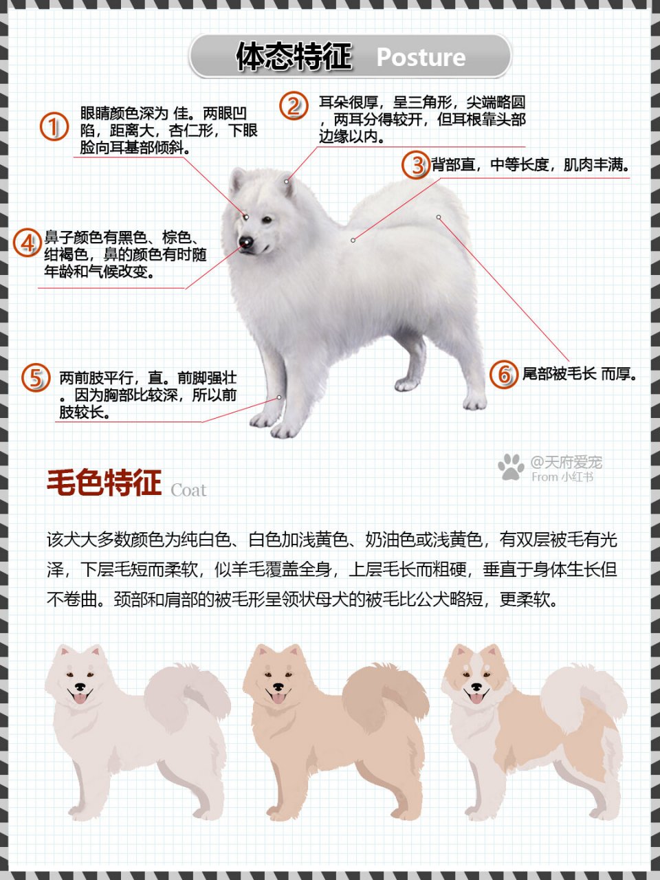 萨摩耶犬图鉴 别名:萨摩萨摩耶德犬萨摩耶犬