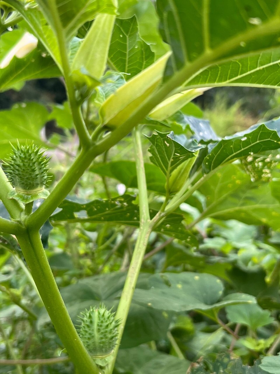 曼陀罗花籽泡水喝图片