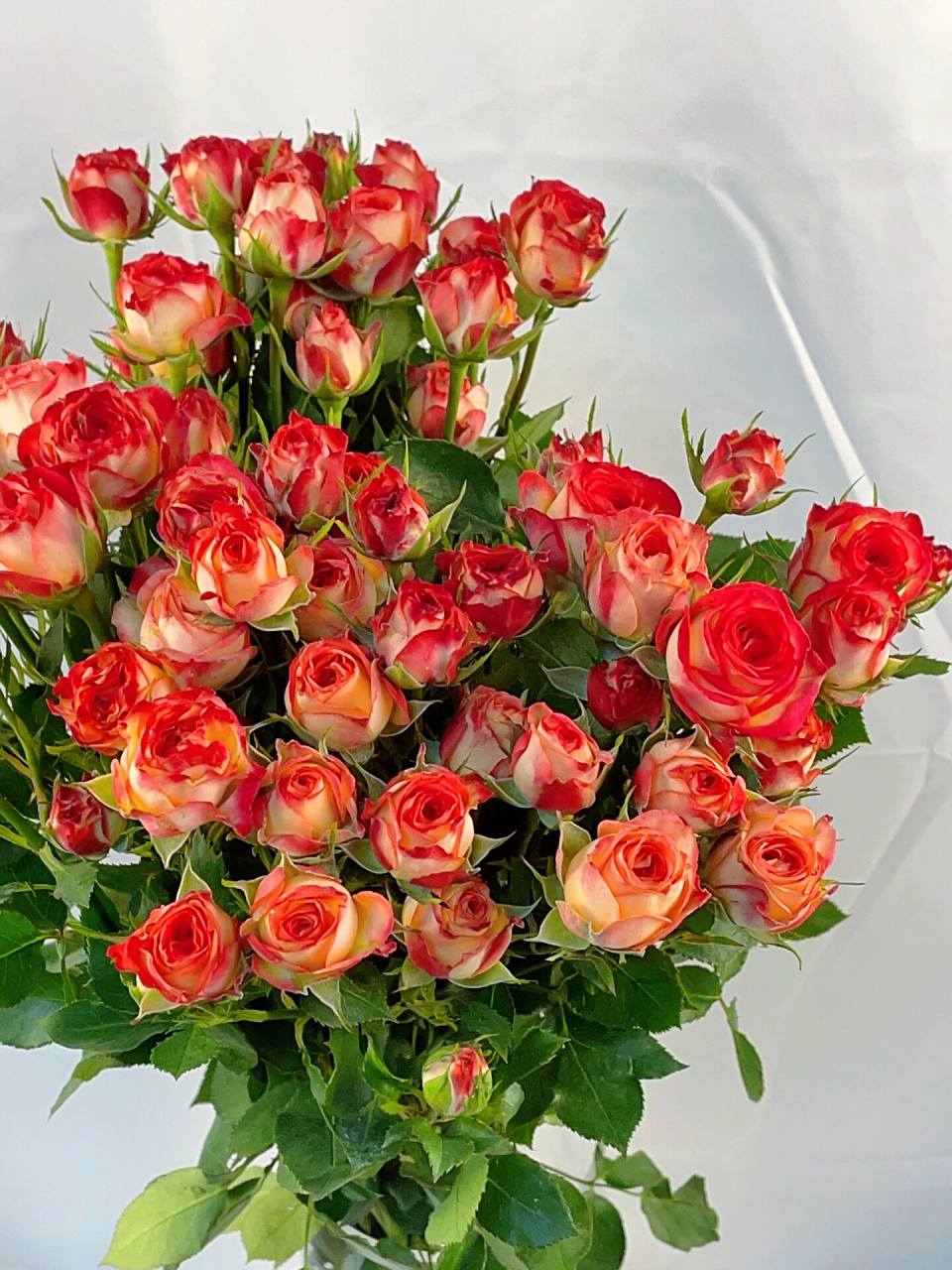 掉入"仙境"的爱丽丝|复古不失典雅的美人97 92爱丽丝多头玫瑰