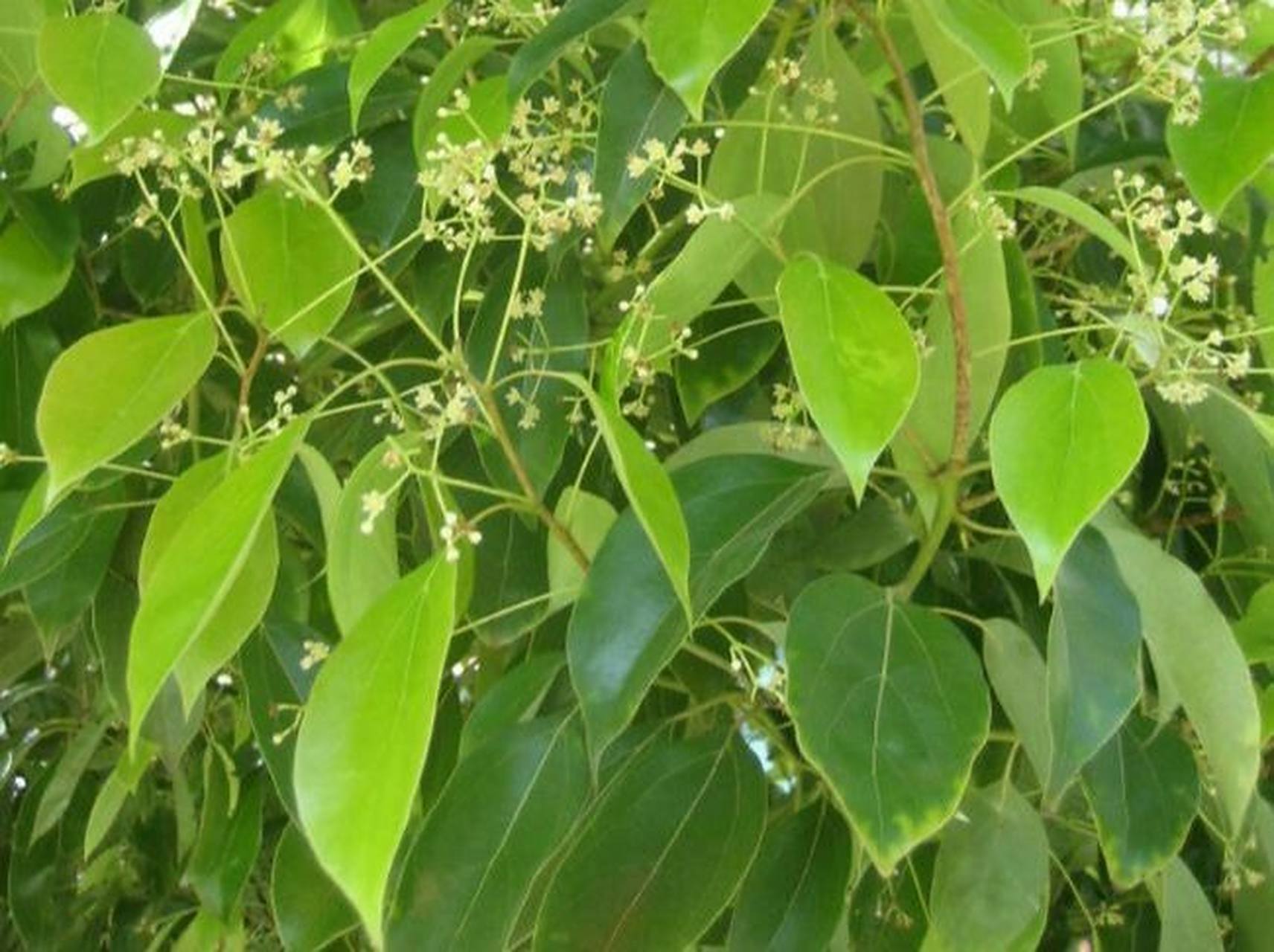 81 | 樟 99药材名: 樟(樟科) 99别名: 樟树,香樟,樟木,油樟,香通