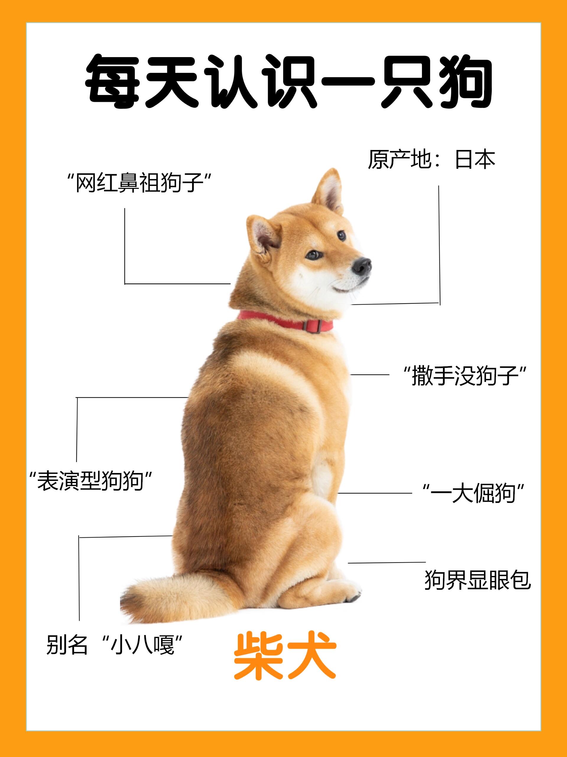 柴犬认主人的表现