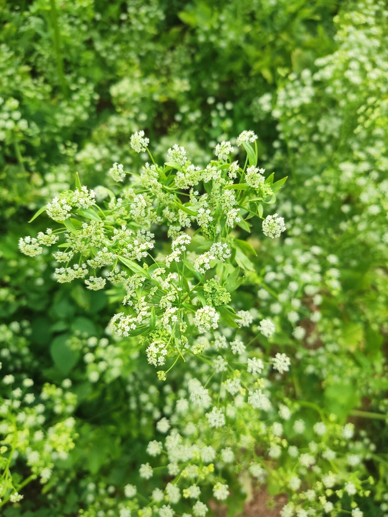 芹菜花 春天末尾的味道