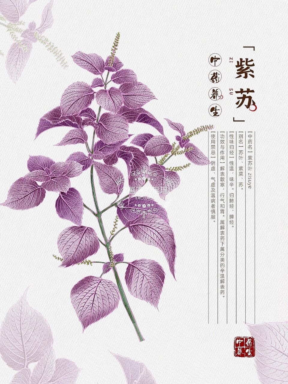 原创手绘 | 中草药紫苏 最近工作像是历累劫 (6727ω2767)真