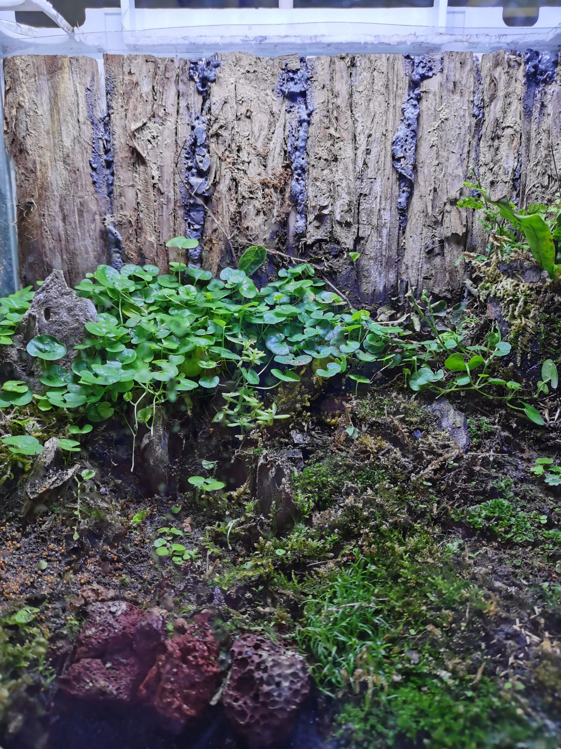 大对叶,小对叶,牛毛草