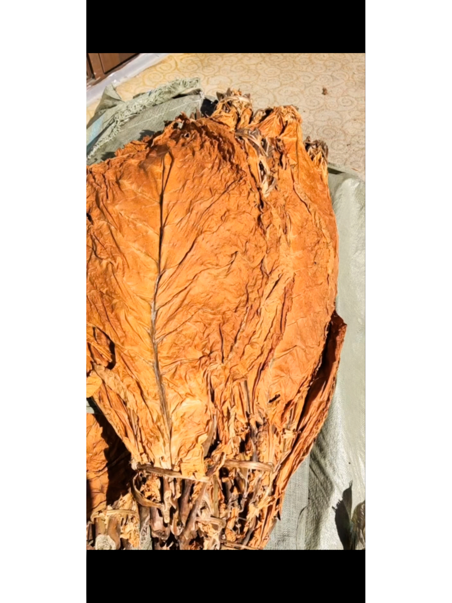 关东特产 亚布力旱烟叶!