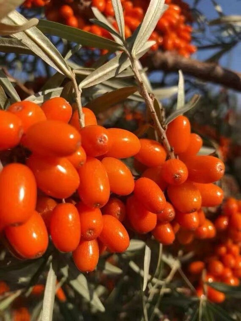 新疆阿勒泰大果沙棘原浆 慧华沙棘原浆原汁 沙棘是一种落叶性灌木,有