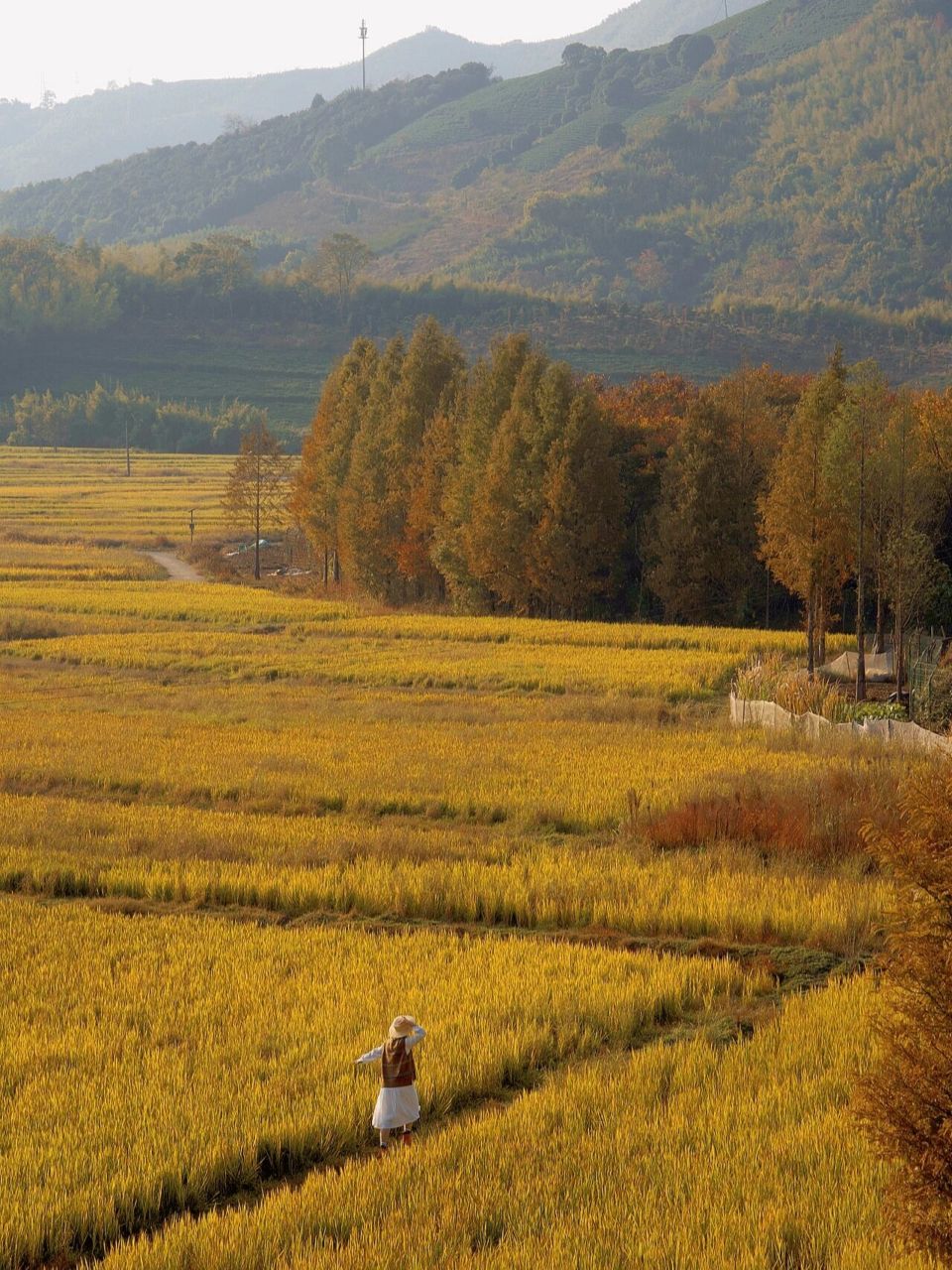 莫干山下的千亩稻田90徜徉在金色的秋日童话 真的没想到,在莫干山