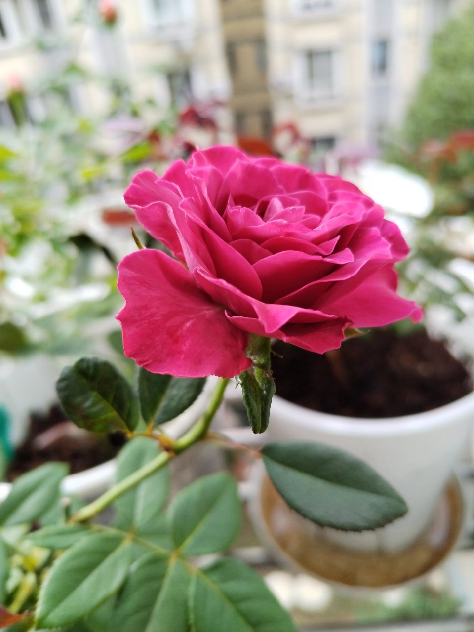 珍贵时刻 | 月季 复古紫色,比较魅惑.