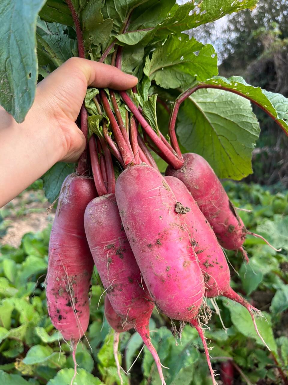 水萝卜的图片 一位北方朋友给的萝卜种子,说可以生吃,叫水萝卜 我还没