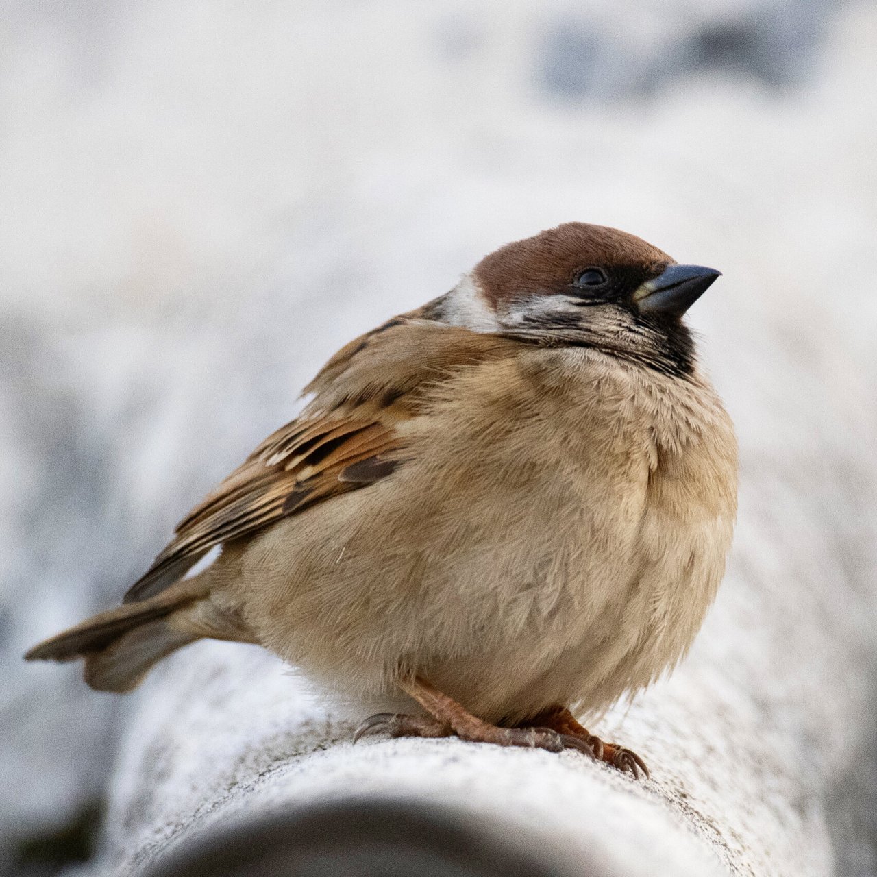 小肥啾 麻雀 屋檐上的肥麻雀 #鸟