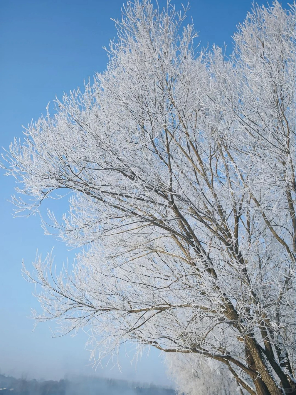 吉林市旅游攻略 东北雪景,吉林雾凇岛.