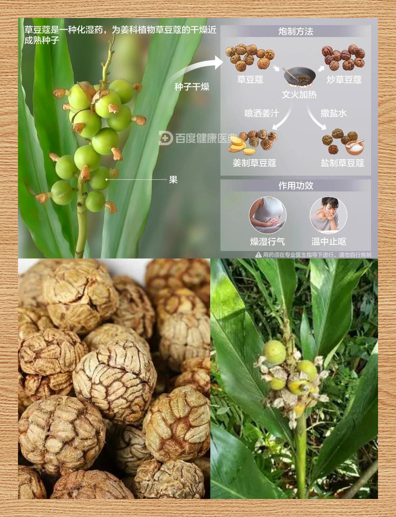 日识一味中药草豆蔻 ?✨别名豆蔻草蔻偶子草果假麻树假玉