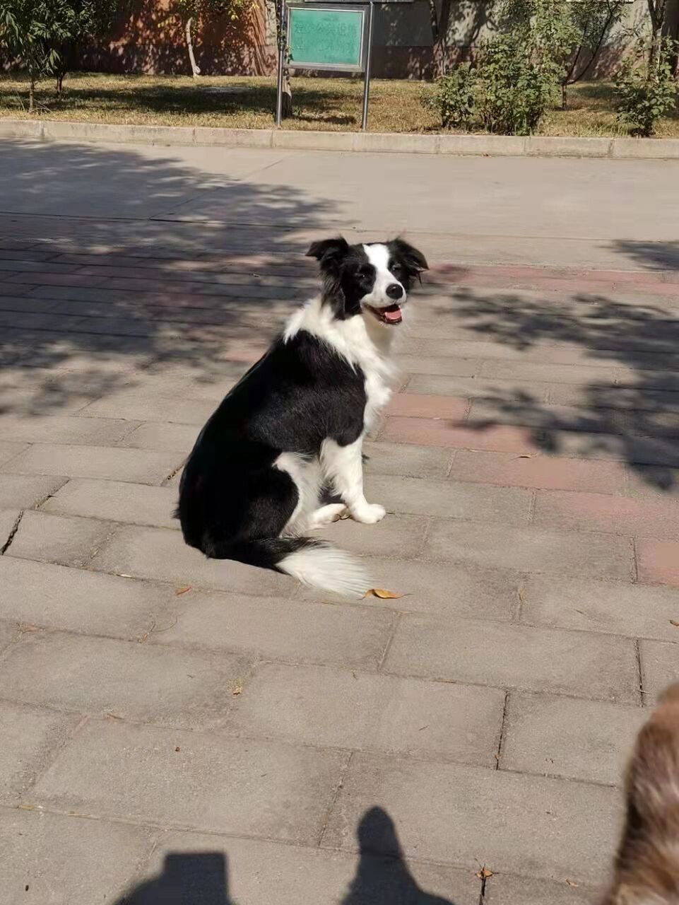 狗狗前腿肿了一个包,差点以为是肿瘤 96我家闹闹是个边牧,唉,提起来