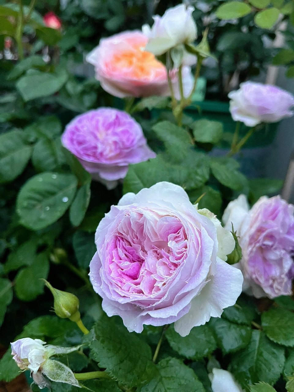 蓝月石月季优缺点 养了两年,浅谈一下心得,仅代表个人观点和总结.