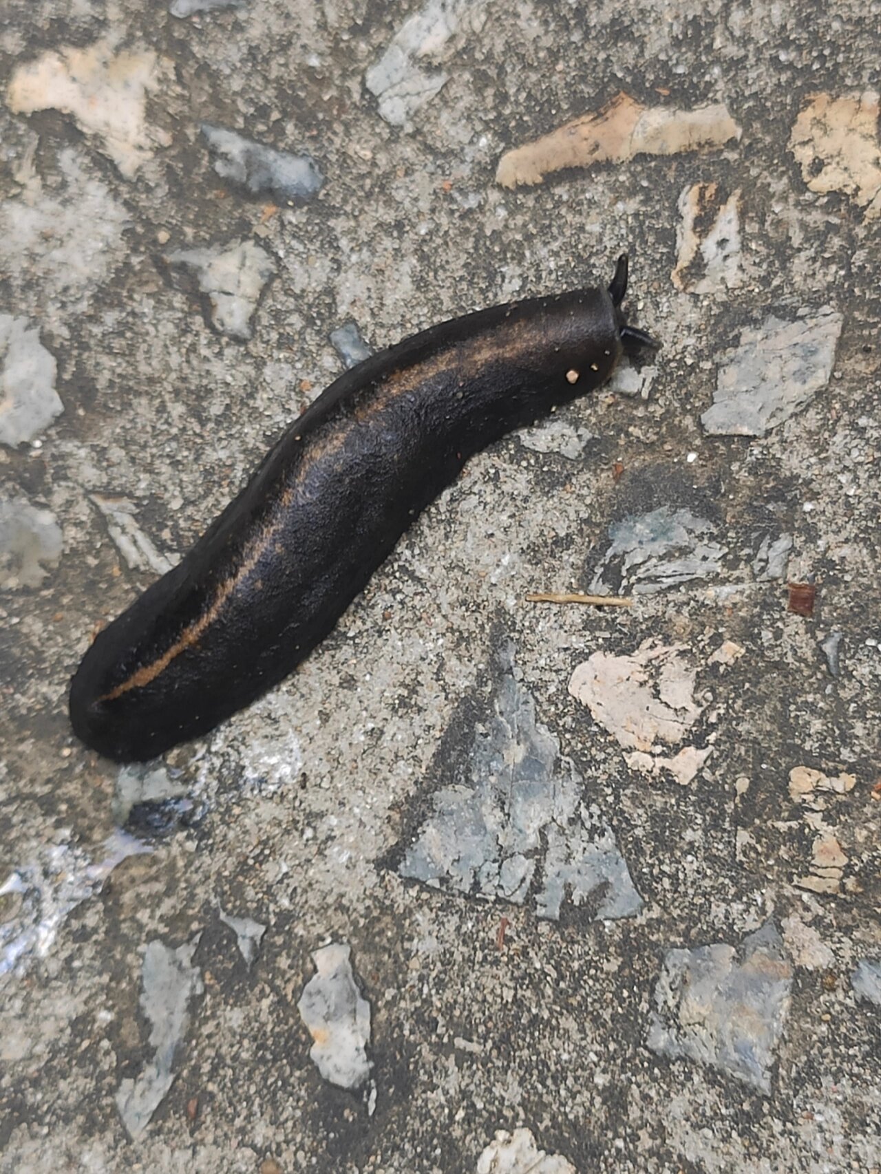这是蛞蝓吗