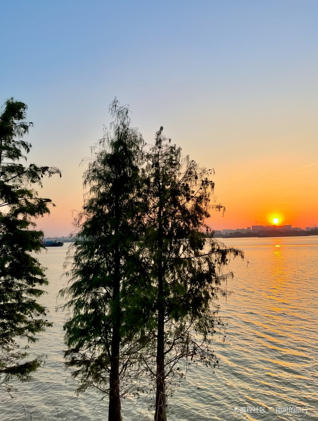 中山西江边拍照圣地绝美花海0元打卡大片日落