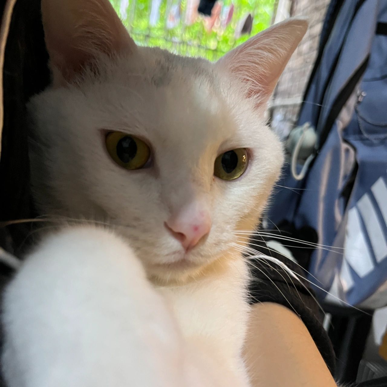 求解答猫猫鼻子上有红点是咋回事啊