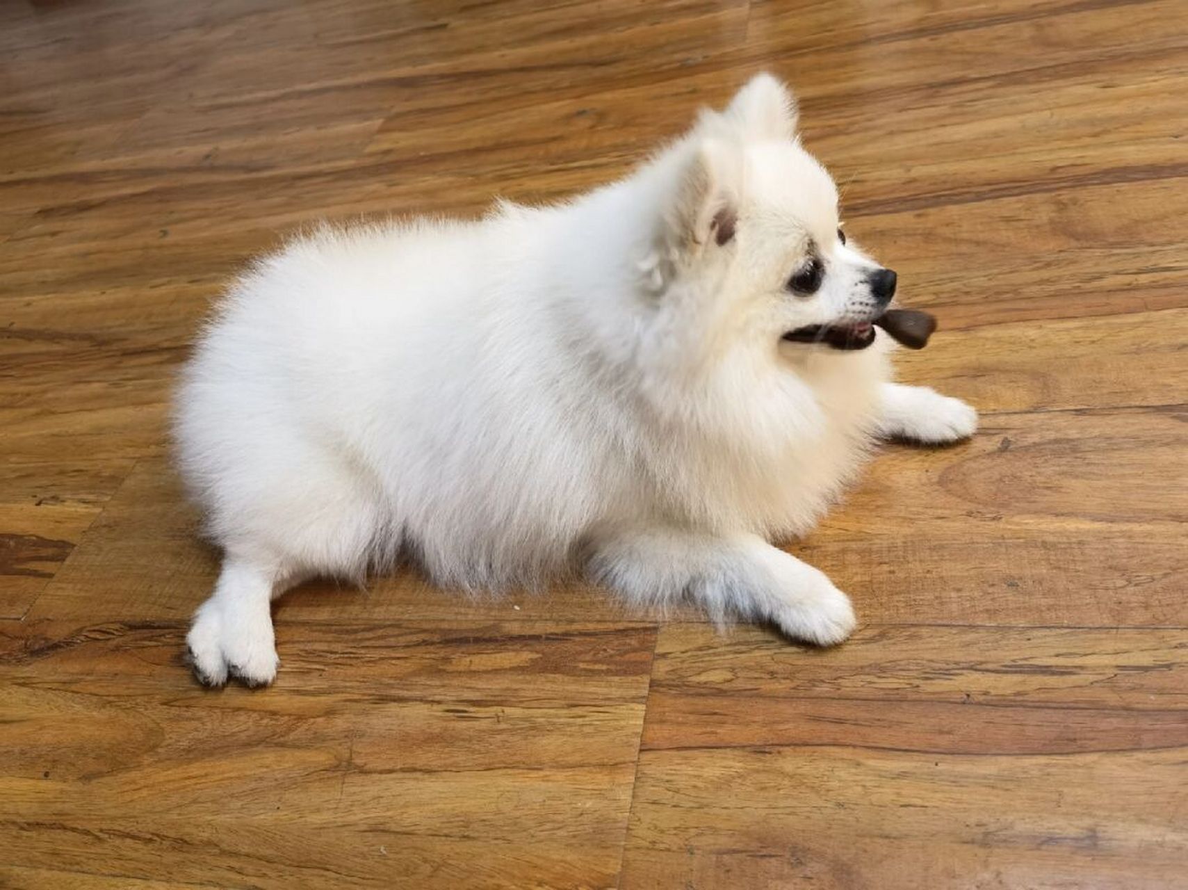 7个月博美,今天不吃饭,肚子一直响 不知道是肚子受凉了,还是肠胃生病