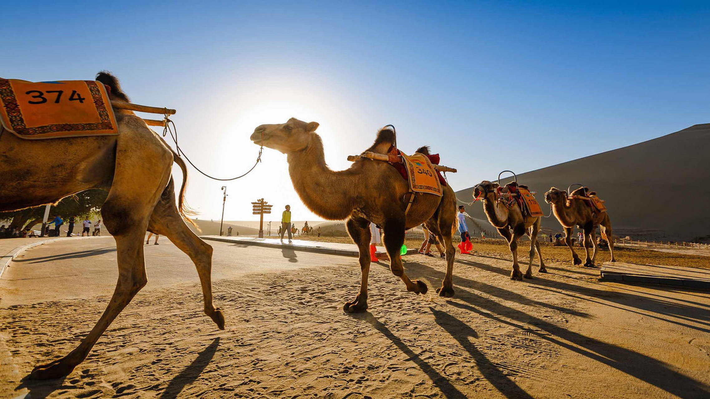 新疆阿斯迈乳业 无数铃声遥过碛,应驮白练到安西自古以来,骆驼作为