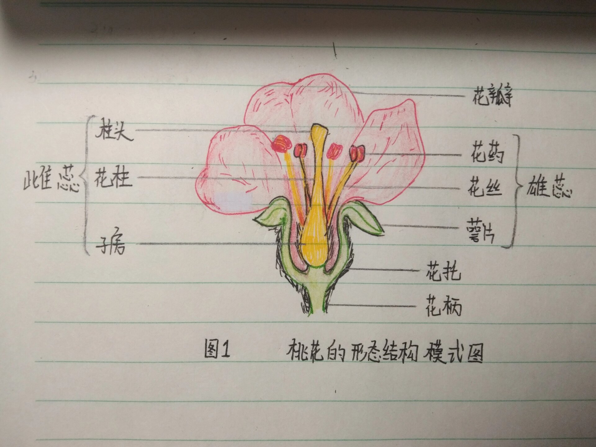 七上生物桃花结构图来啦 96  生物   桃花