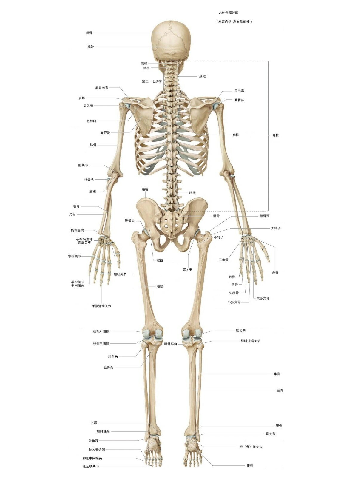 人体骨骼结构图