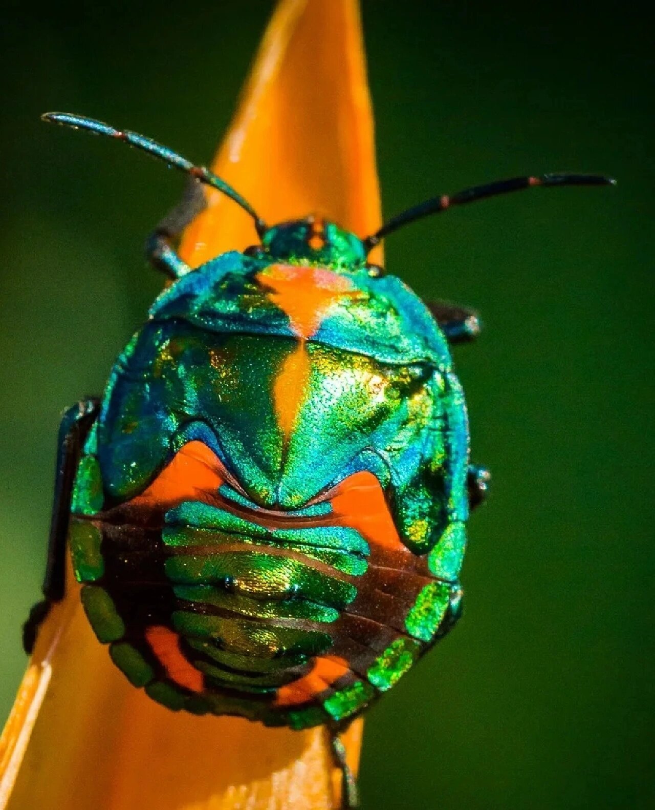 昆虫记之射炮步甲(原创) 8-10岁,可随年龄大小能力,调整细节