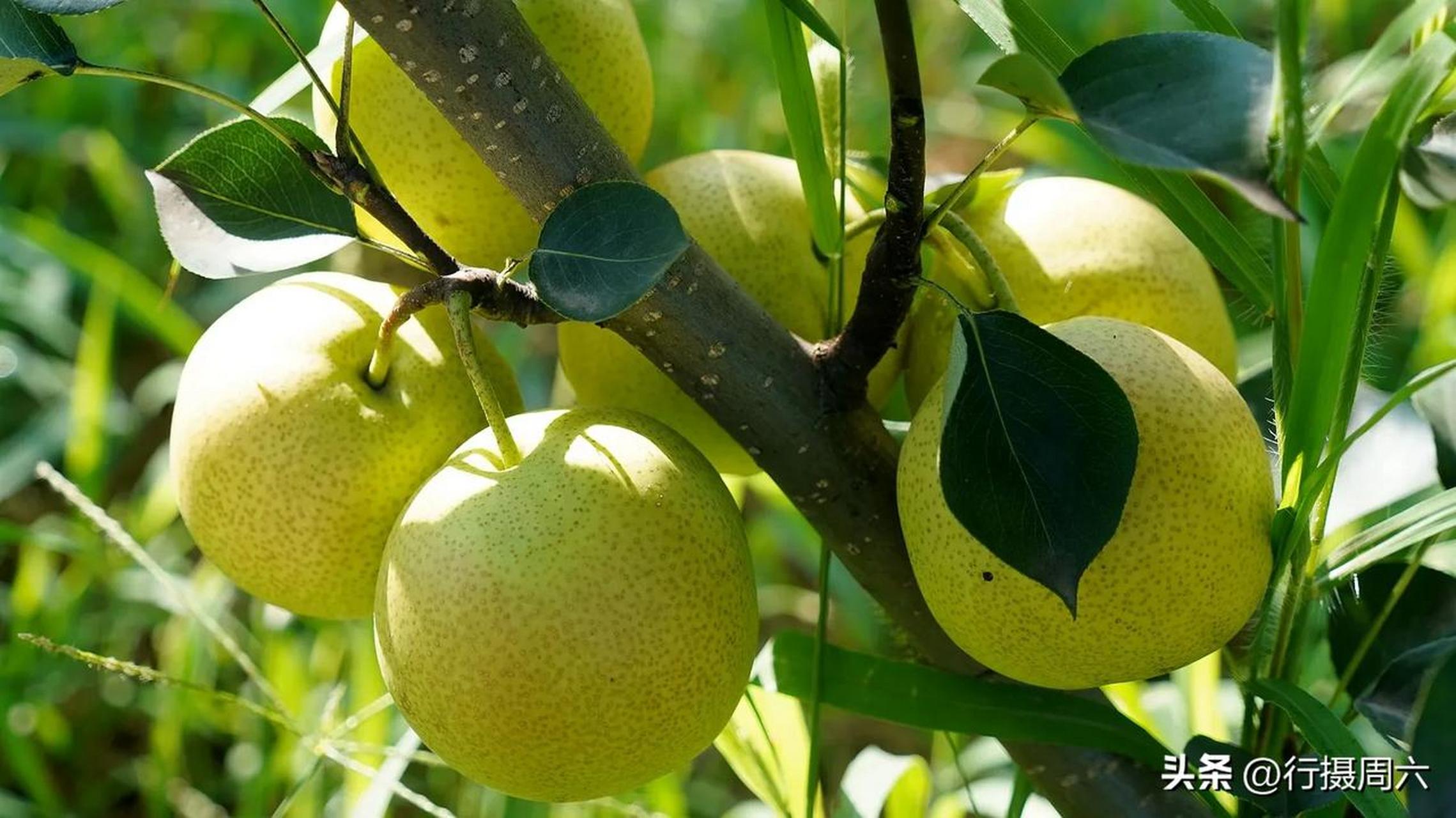 山西临猗县,嵋阳村,百亩红酥蜜梨成熟.运城头