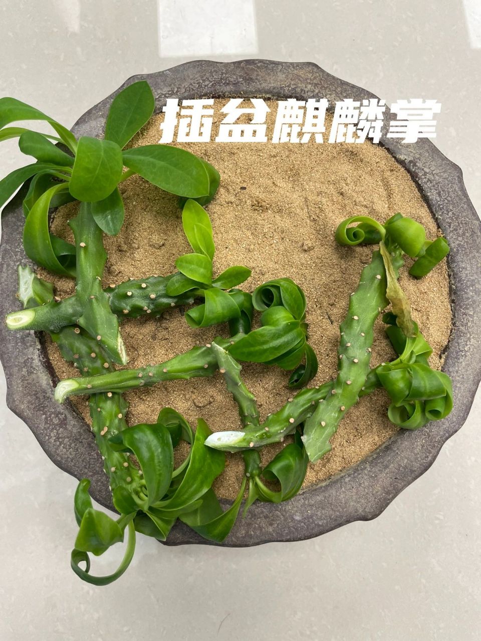 扦插麒麟掌一盆