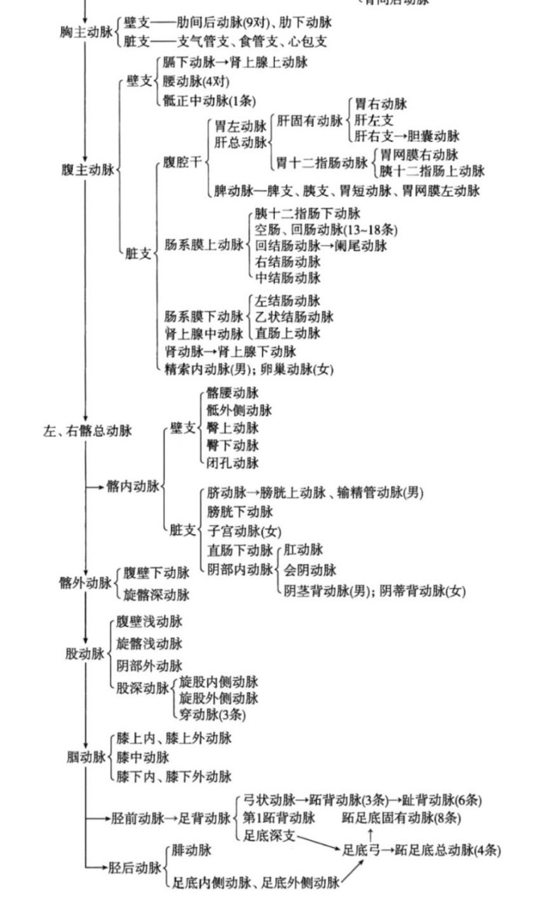 主动脉分支思维导图图片