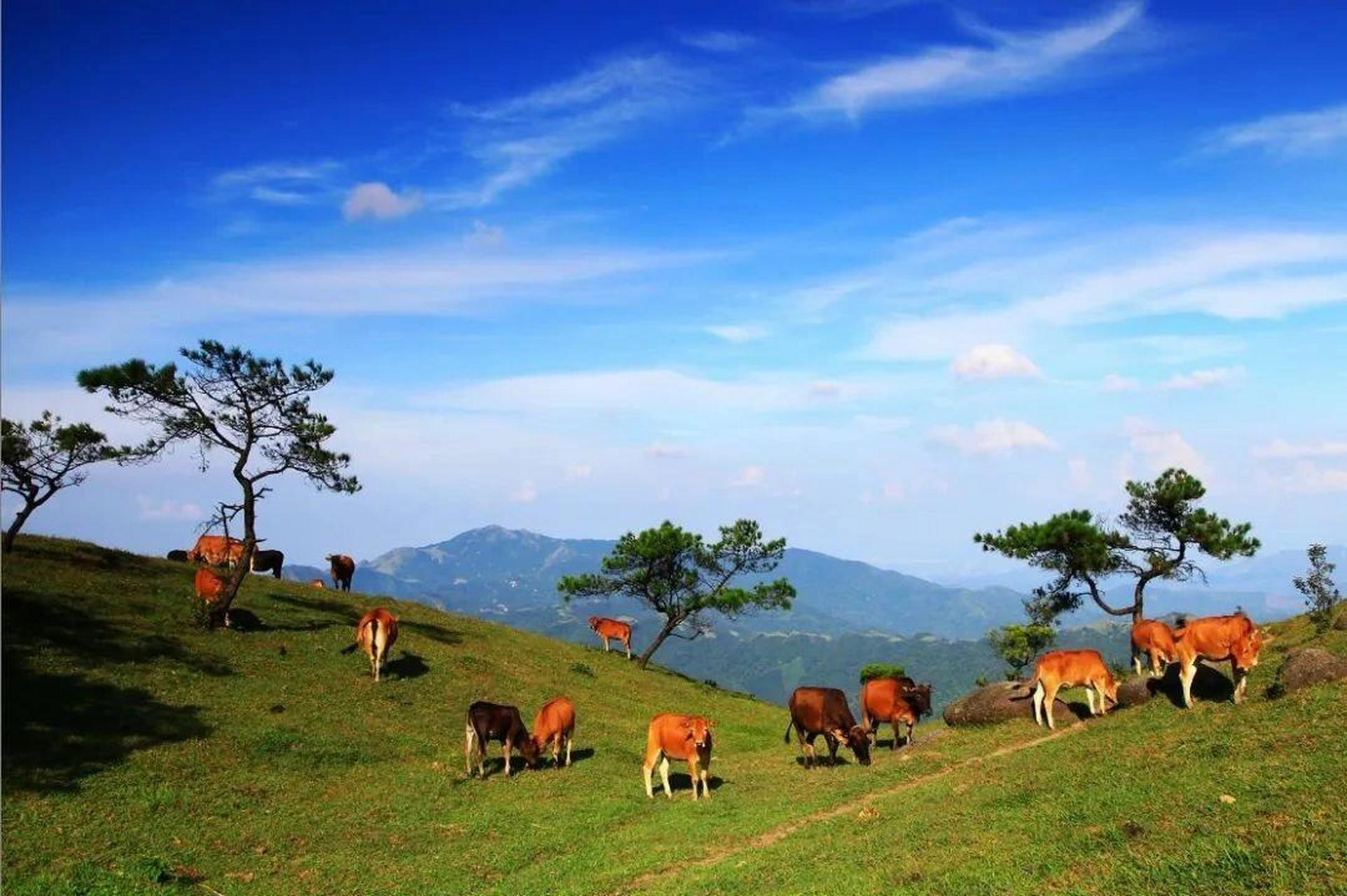 八排山位于罗定市船步镇,信宜市思贺镇,阳春市河塱镇三市交界处,海拔