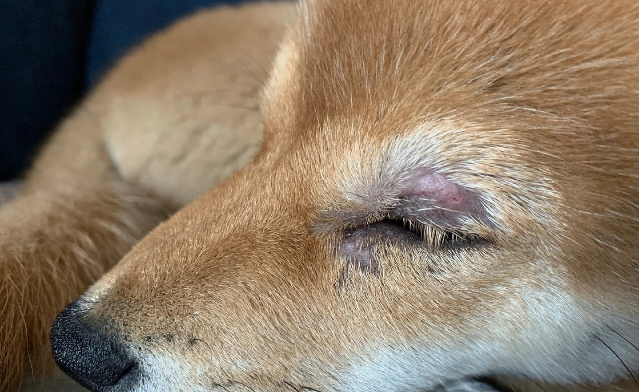 犬皮肤病 蠕形螨感染 犬蠕形螨病:由犬蠕形螨引起犬的一种皮肤寄生虫