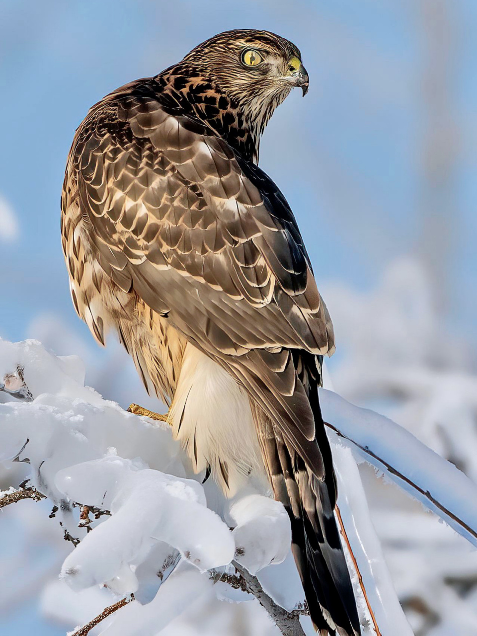 960_1280竖版 竖屏